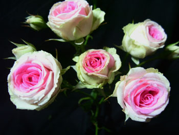 Mimi Eden Rose - Spray